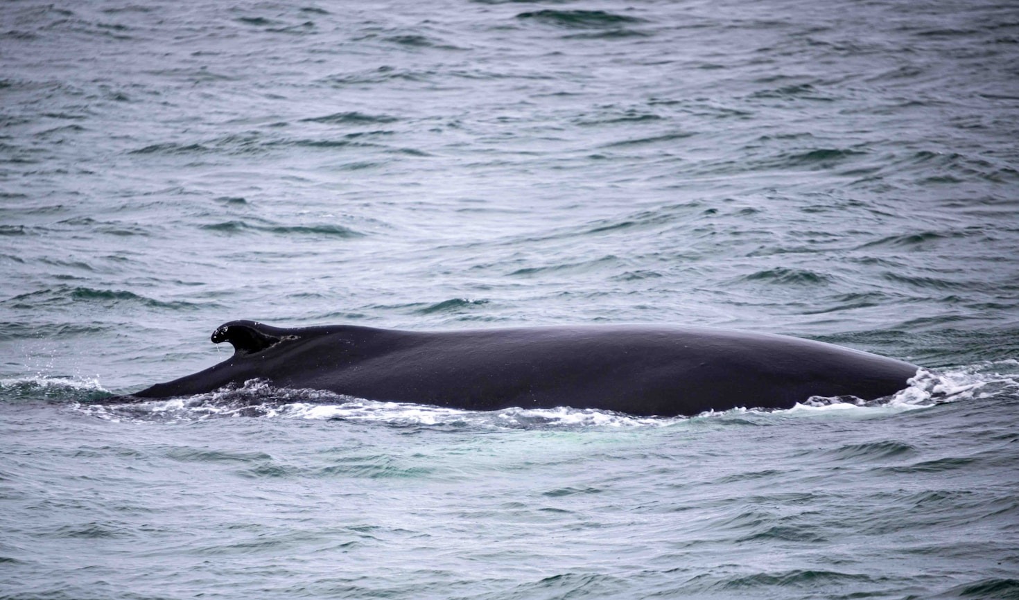 How Climate Change Impacts Marine Ecosystems